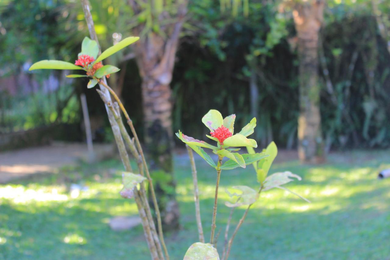 Junglez Eco Hostel Guarau Εξωτερικό φωτογραφία