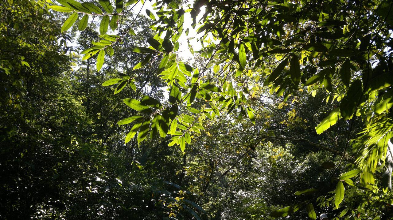 Junglez Eco Hostel Guarau Εξωτερικό φωτογραφία